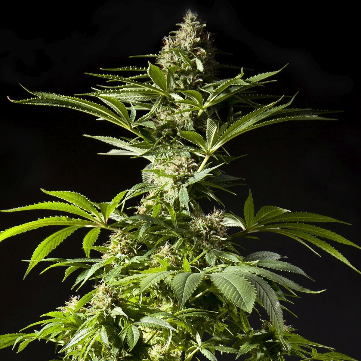 Frozen Fuel Feminisiert (Philosopher Seeds)