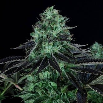 Darkstar Kush (T.H. Seeds) feminisiert