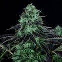 Darkstar Kush (T.H.Seeds) feminisiert