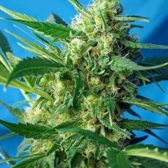 Ice Cool Auto (Sweet Seeds) feminisiert