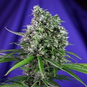 Sweet Trainwreck Auto (Sweet Seeds) feminisiert