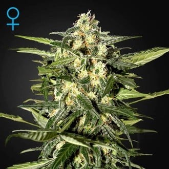 Jack Herer Auto (Greenhouse Seeds) feminisiert