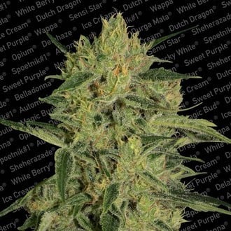 Nebula II CBD (Paradise Seeds) feminsiert