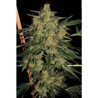 Nebula II CBD (Paradise Seeds) feminized