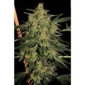 Nebula II CBD (Paradise Seeds) feminsiert