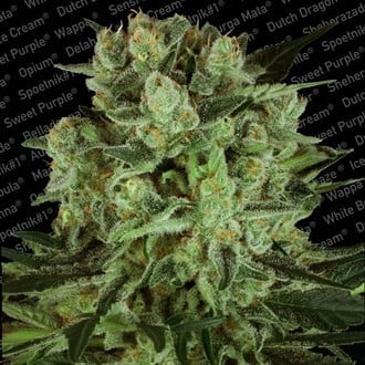 Durga Mata II CBD (Paradise Seeds) feminisiert