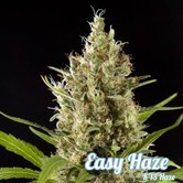 Easy Haze (Philosopher Seeds) feminized
