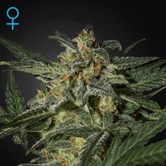 White Widow Auto (Greenhouse Seeds) feminisiert