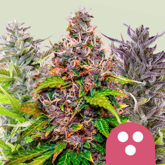 Feminisierter Mix (Royal Queen Seeds)