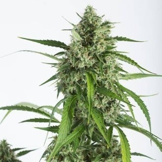 White Widow XXL Autoflowering (Dinafem) feminisiert