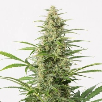 Sour Diesel Autoflowering (Dinafem) feminisiert