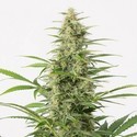 Sour Diesel Autoflowering (Dinafem) feminisiert