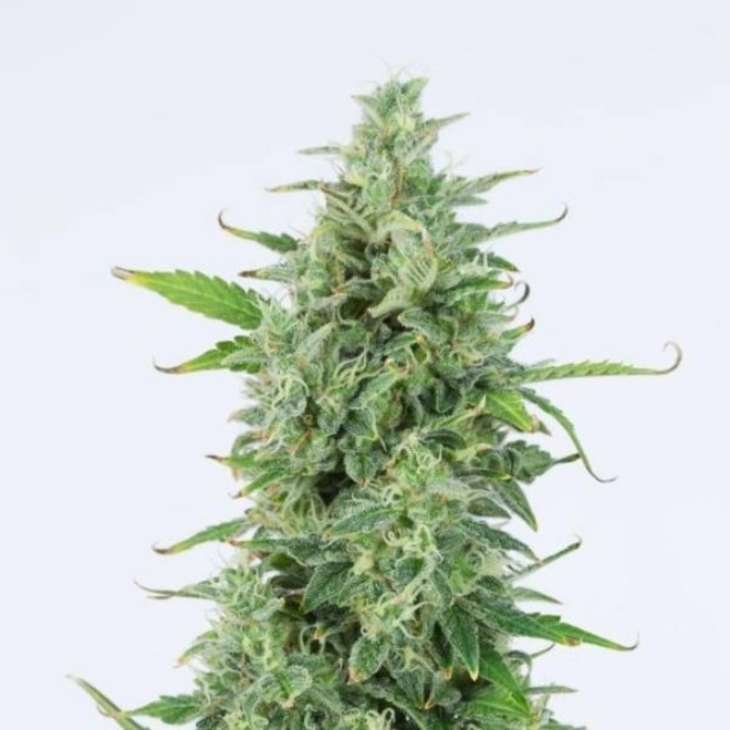 OG Kush Autoflowering - graines de cannabis