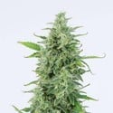 OG Kush Autoflowering (Dinafem) feminized