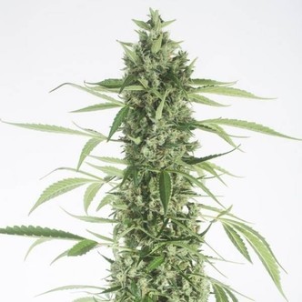 Moby Dick XXL Autoflowering (Dinafem) feminized