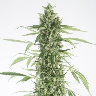 Moby Dick XXL Autoflowering (Dinafem) feminisiert