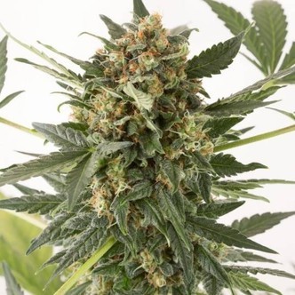 Kush-n-Cheese Autoflowering (Dinafem) feminisiert