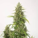 Haze XXL Autoflowering (Dinafem) feminisiert