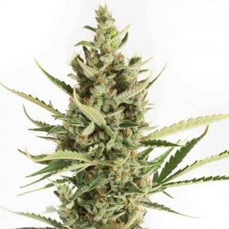 Amnesia XXL Autoflowering (Dinafem) feminized