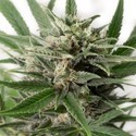 Blue Amnesia XXL Autoflowering (Dinafem) feminisiert