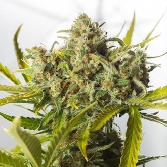 Blue Critical Autoflowering (Dinafem) feminized