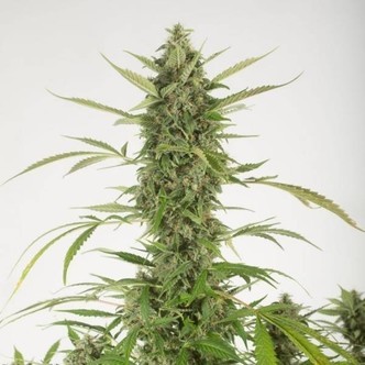 Bubba Kush Autoflowering (Dinafem) feminized