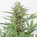 Cheese XXL Autoflowering (Dinafem) feminisiert