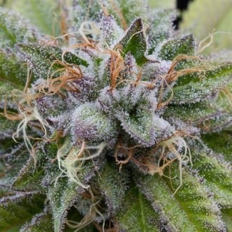 Bubba Kush (Dinafem) feminized