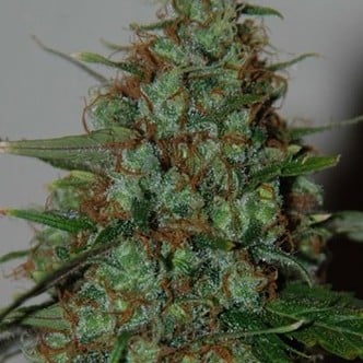 Wild Thailand Ryder Auto (World of Seeds) feminisiert