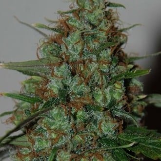 Wild Thailand Ryder Automatic (World of Seeds) feminisiert