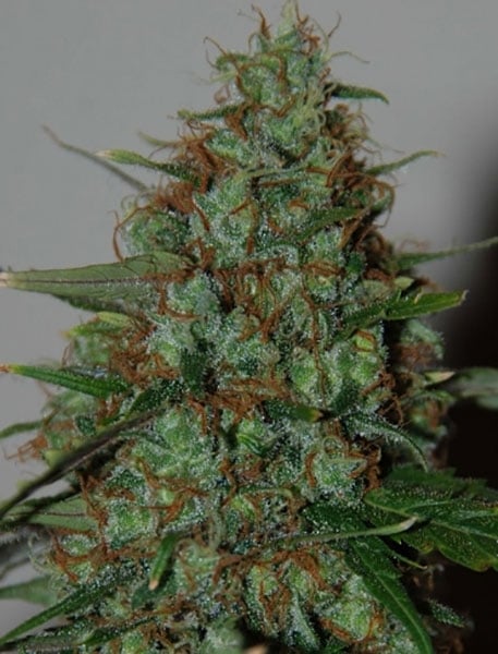 Wild Thailand Ryder Automatic (World of Seeds) feminisiert