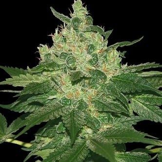 Afghan Kush (World of Seeds) feminisiert