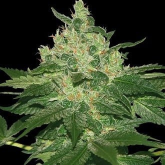 Afghan Kush (World of Seeds) feminisiert