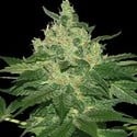 Afghan Kush (World of Seeds) feminisiert