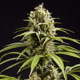 Fruity Jack (Philosopher Seeds) feminisiert