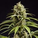 Fruity Jack (Philosopher Seeds) feminized