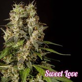SweetLove (Philosopher Seeds) feminized
