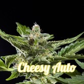 Cheesy Auto (Philosopher Seeds) feminized
