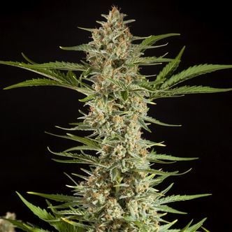 Fraggle Skunk Auto (Philosopher Seeds) feminized