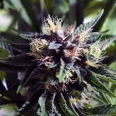 Azure Haze (DJ Short) regular