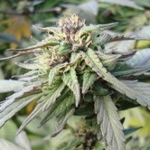 Blueberry (DJ Short) regular