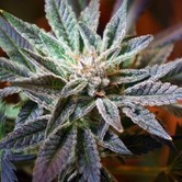 F13 (DJ Short) regular