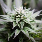 Flo (DJ Short) regular