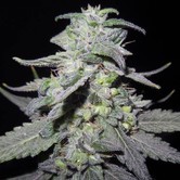 Grape Krush (DJ Short) regular