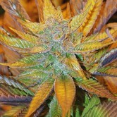 True Blueberry (DJ Short) regular