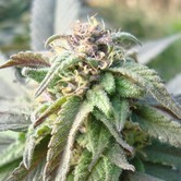 Vanilluna (DJ Short) regular