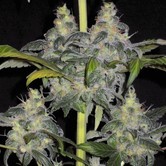 Whitaker Blues (DJ Short) regular