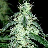 Hash Heaven (Soma Seeds) feminized