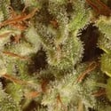 Collection Pack Sativa Champions (Paradise Seeds) feminisiert