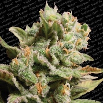 Dutch Dragon (Paradise Seeds) feminisiert